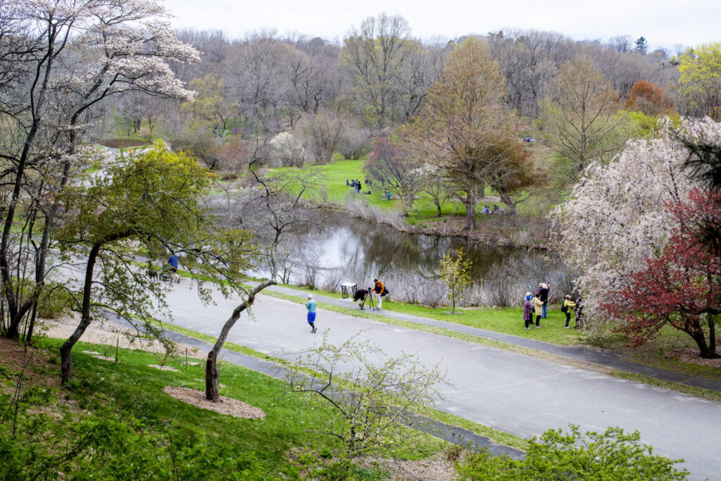 Spotlight on…the Arnold Arboretum