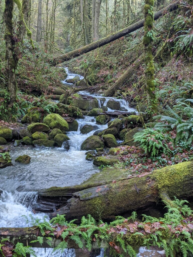 Portland’s Forest Park: An Olmsted Vision and Treasure