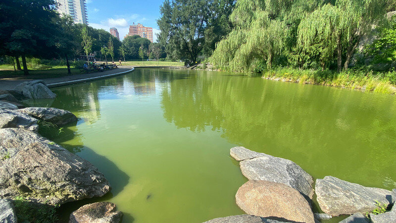 City Officials, Park Supporters Celebrate Repairs To Lily Pond